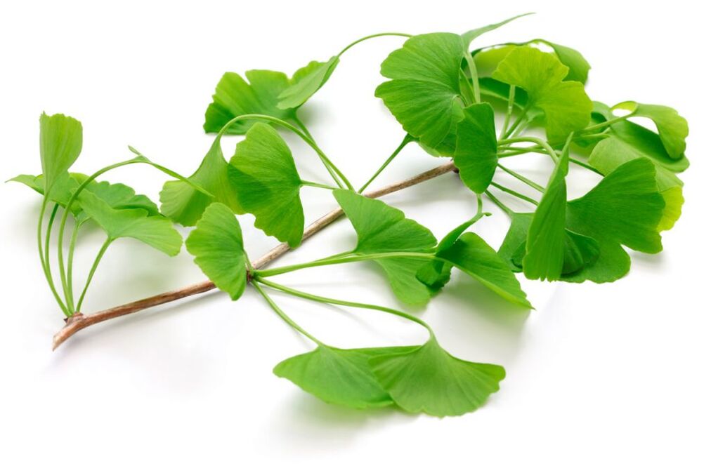 ginkgo biloba a Kapselen Insuvit